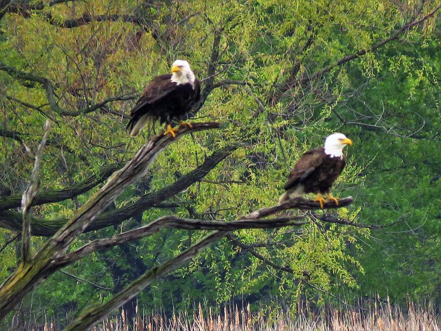 Bald Eagles on the Marsh  Photograph by Lori Frisch