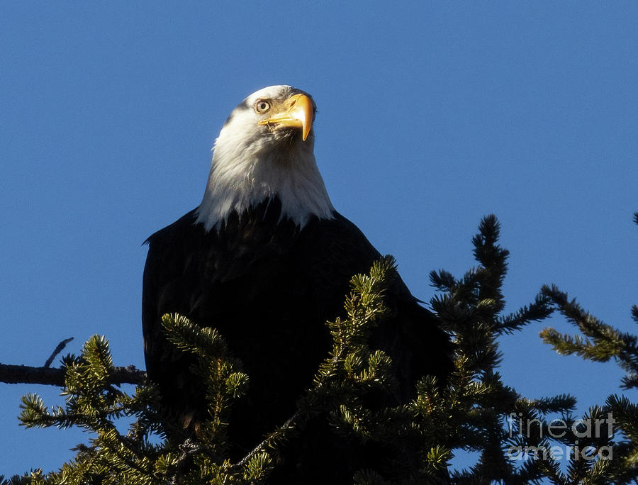 Bald Eagles Perched At Eleven Mile Canyon Photograph