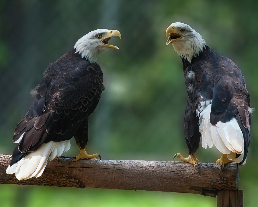 Bald Eagle Photograph - Bald eagles singing by Flees Photos