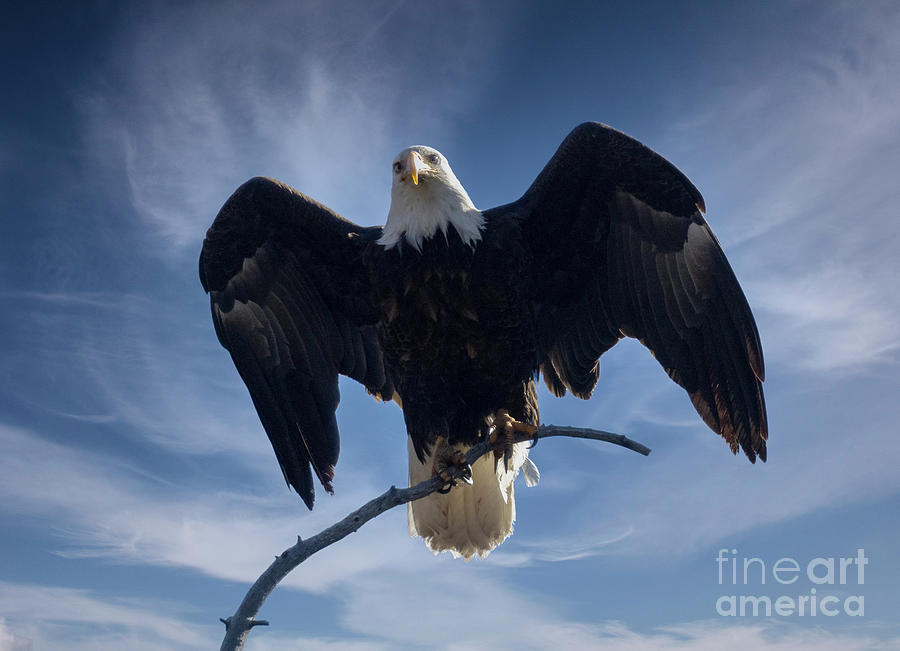 Bald Eagles Spreading His Wings Wide Photograph by Steven Krull