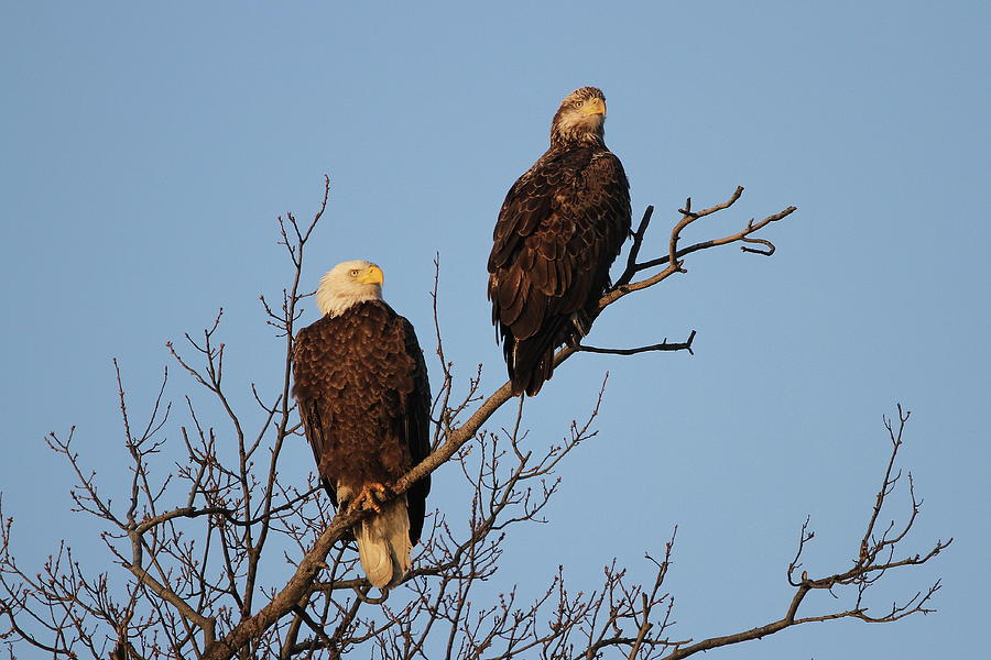 Hawk Photograph - Bald Eagles by Stacey Steinberg