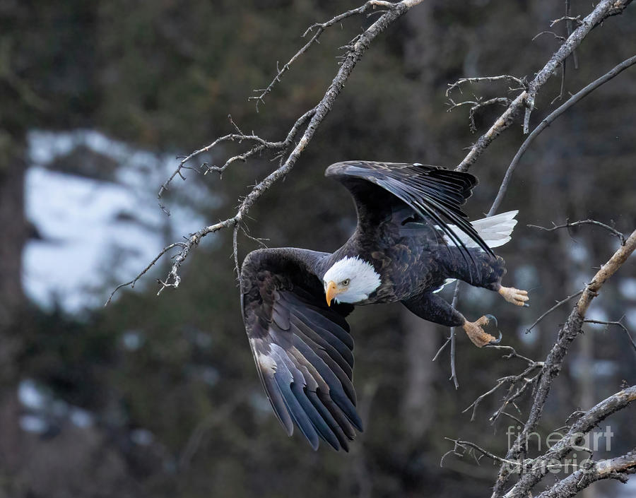Bald Eagles With Folded Wings Photograph