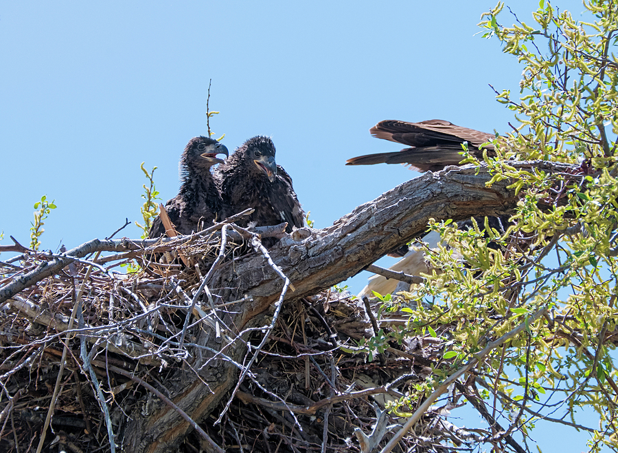 Bald Eaglets in the Nest Photograph by Loree Johnson