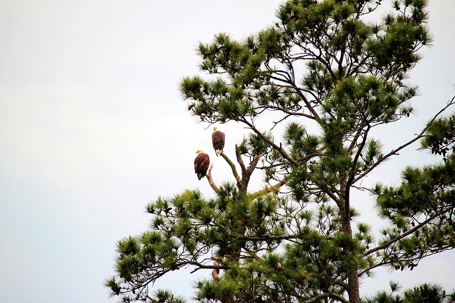 Bald Head Eagle Pair Sitting In Tree Photograph by Cynthia Guinn