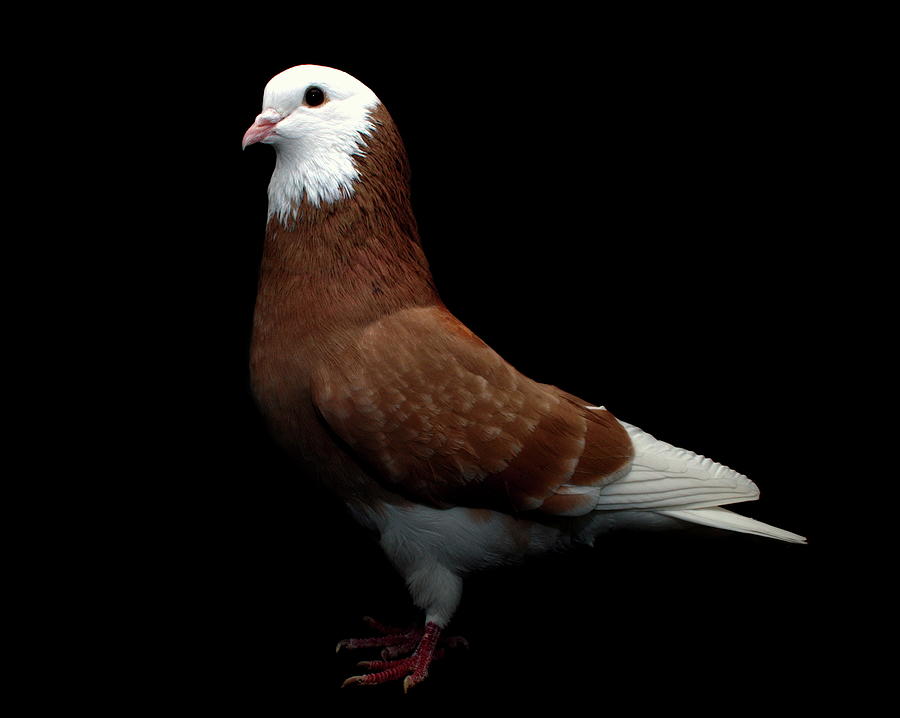  Bald Head Roller Pigeon Photograph by Nathan Abbott