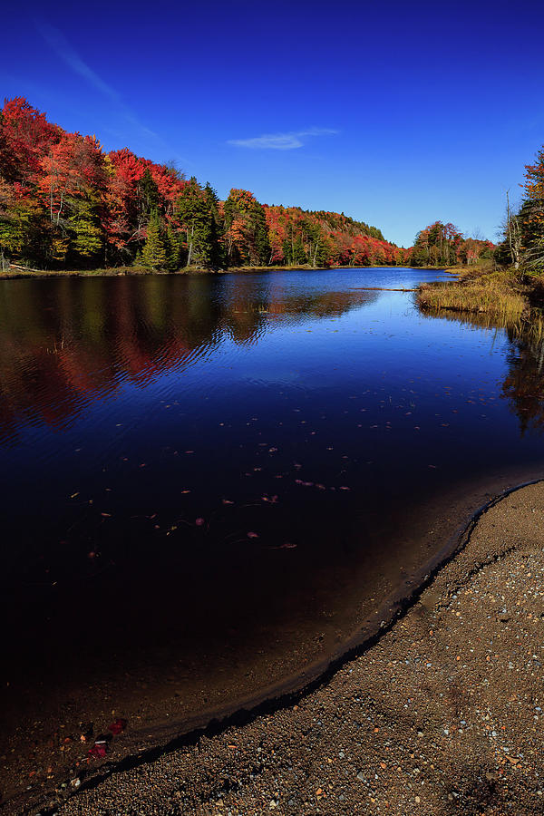 Fall Photograph - Bald Mountain Pond Shoreline by David Patterson