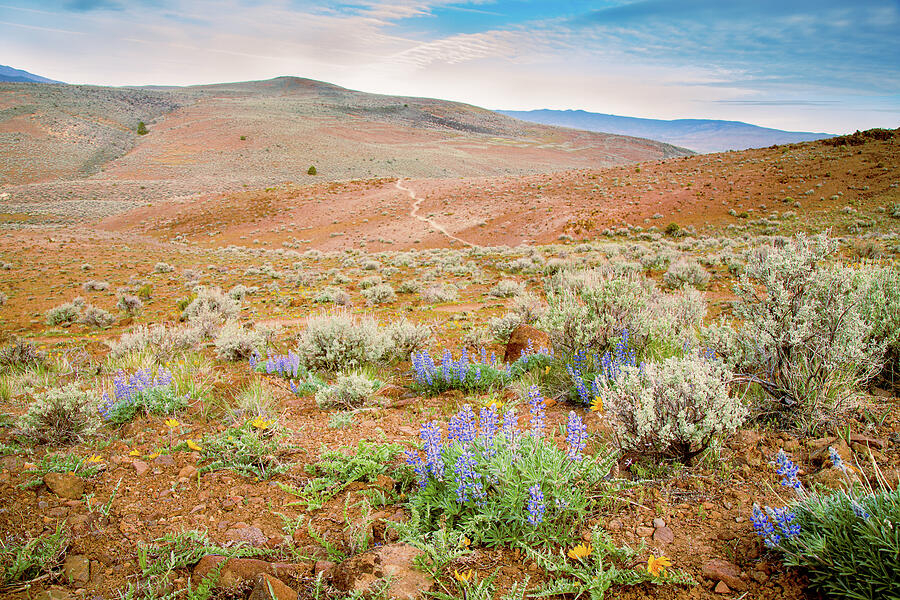Bald Mountain Wildflowers Photograph by Mike Lee
