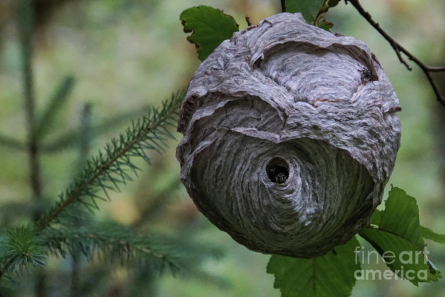 Insects Photograph - Baldfaced Hornets peek out from nest by Nancy Gleason