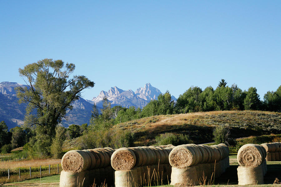 Bales and Tetons Photograph by Marilyn Hunt