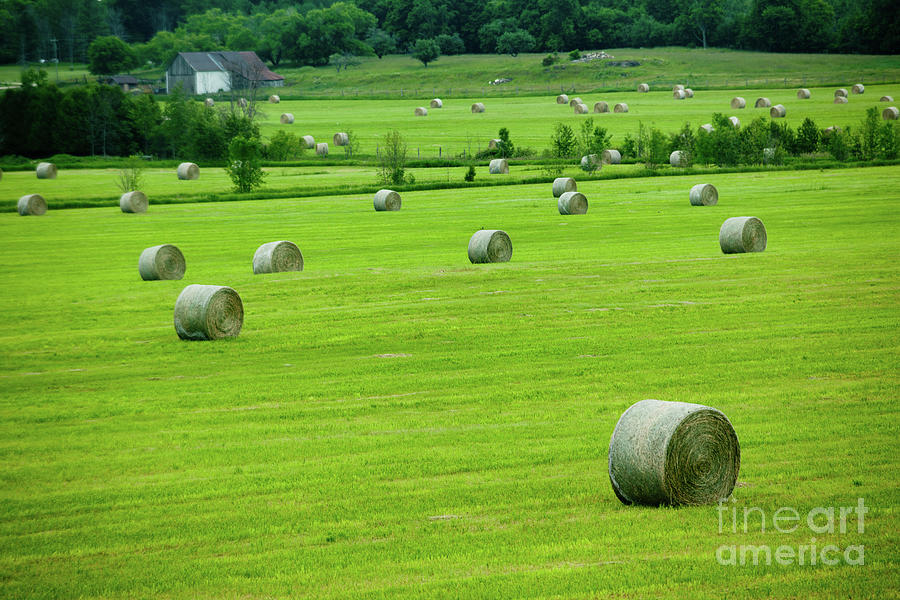 Bales of Hay in the Field Photograph by Rich S