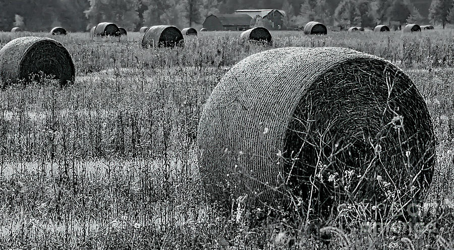 Bales of Straw Photograph by Randy J Heath
