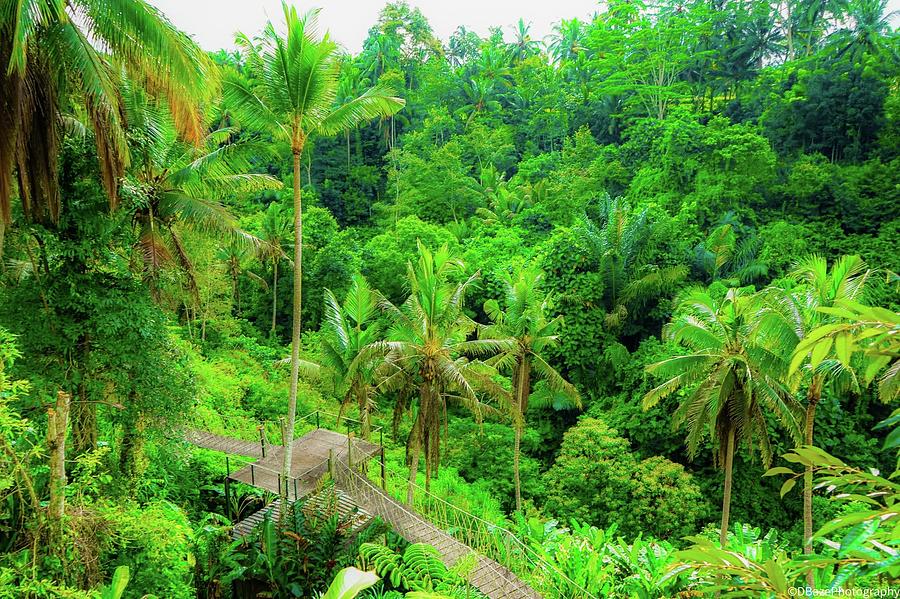 Bali Photograph by Dennis Baze - Fine Art America