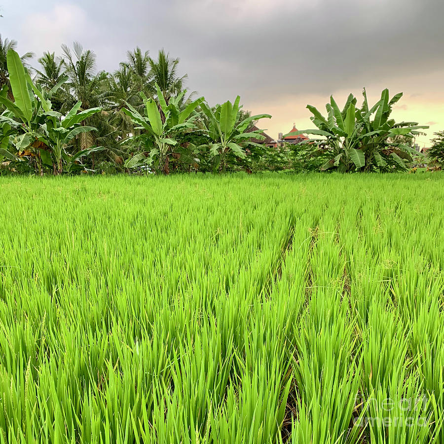 Bali Fields Photograph by Wendy Golden