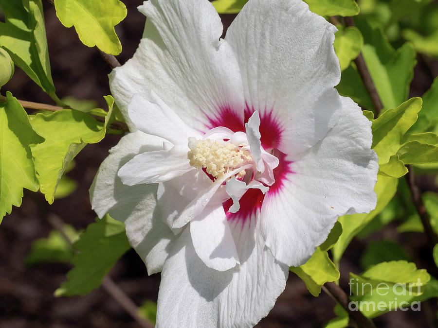 Bali Hibiscus Photograph by Scott and Dixie Wiley