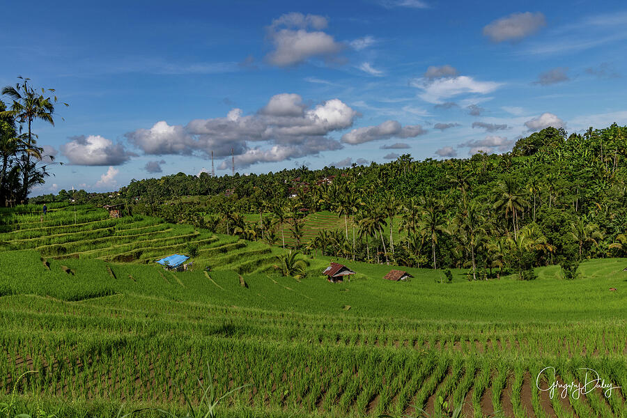 Bali Rice Field in Tanaban Photograph by Gregory Daley  MPSA