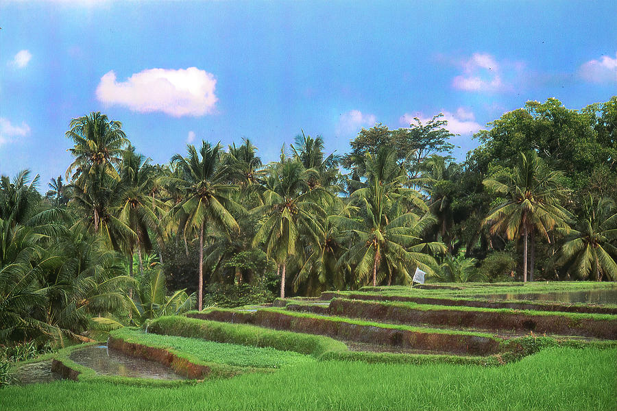 Bali Rice Terraces Photograph by Jerry Griffin