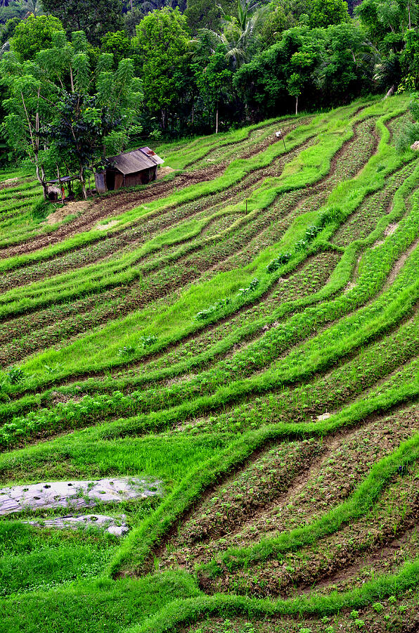 Bali, Indonesia Tea Plantation Photograph by Kenneth Lane Smith - Fine ...