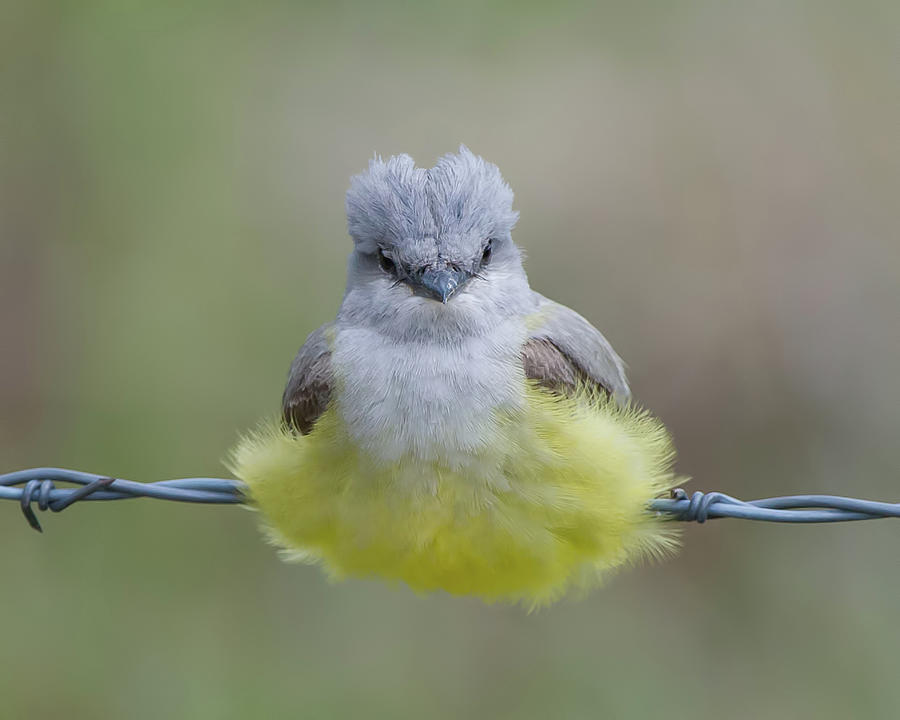 Bird Photograph - Ball of Fluff by CR Courson