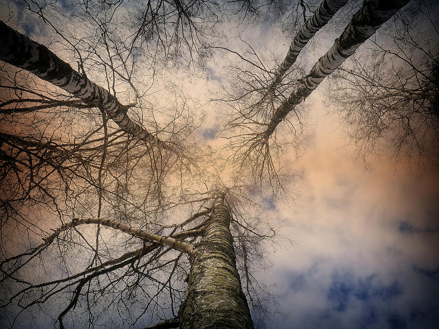  Looking Upwards..Till The Last Days  Photograph by Aleksandrs Drozdovs