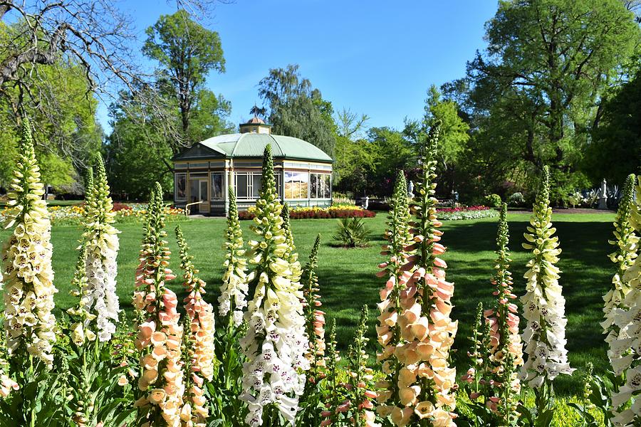 Ballarat Botanical Gardens in Spring Photograph by Yolanda Caporn