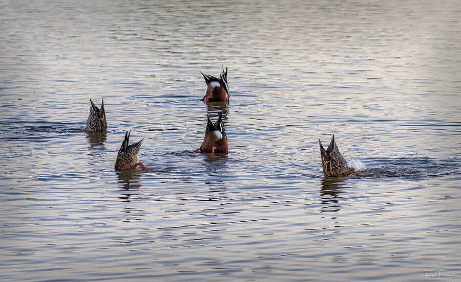 Ballet a la Duck Photograph by Rick Furmanek