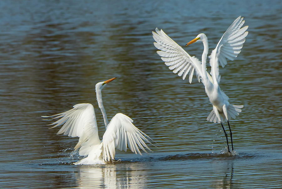 Ballet in Nature Egret Birds Photograph by Sandra Js