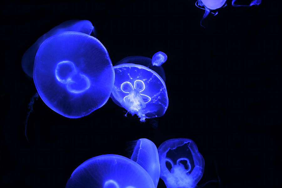 Ballet of the Jellyfish Photograph by Mark Andrew Thomas