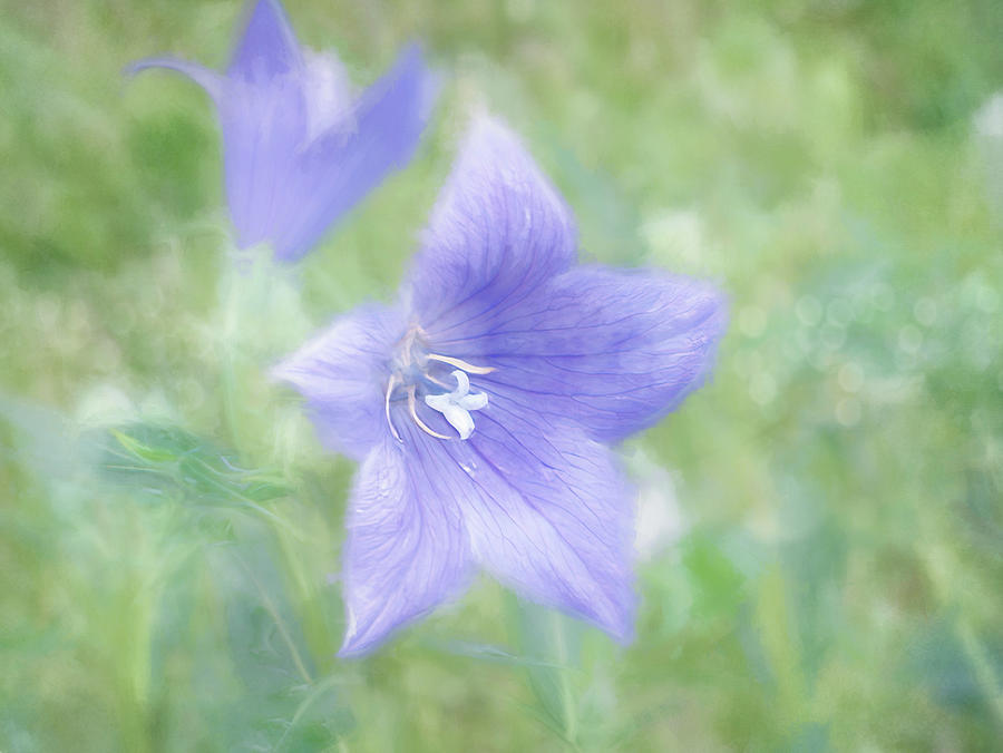 Balloon Flower Art Digital Art by Terry Davis | Fine Art America