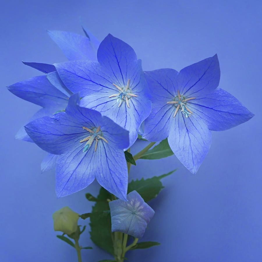 Balloon Flower - Blue Photograph by Nikolyn McDonald