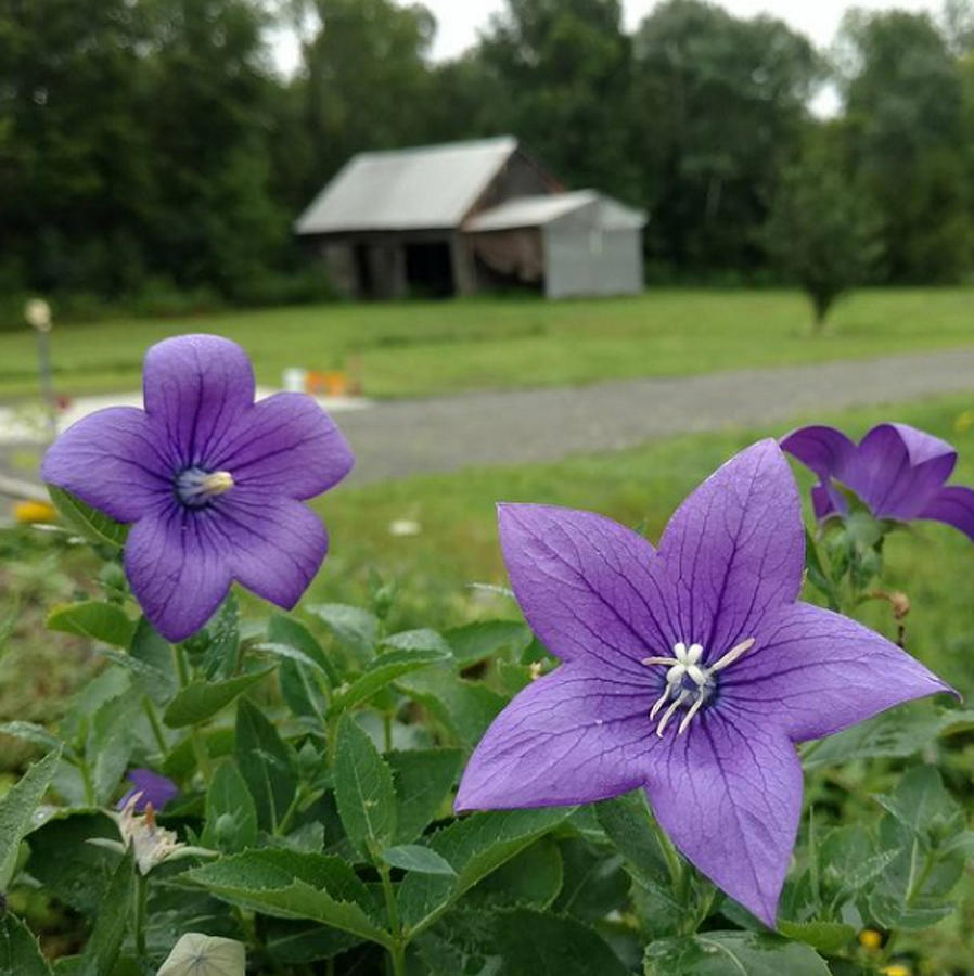 Balloon Flowers and Barn Photograph by Vicki Noble