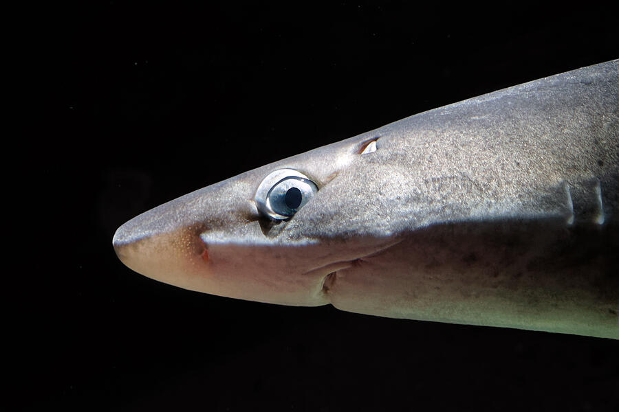 Ballpoint - Pacific Spiny Dogfish Photograph by KJ Swan Ballpoint - Pacific Spiny Dogfish Photograph by KJ Swan