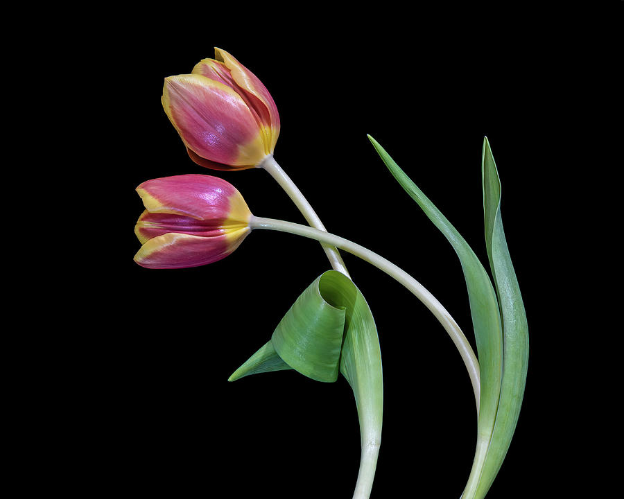 Ballroom Tulips Photograph by Sandi Kroll