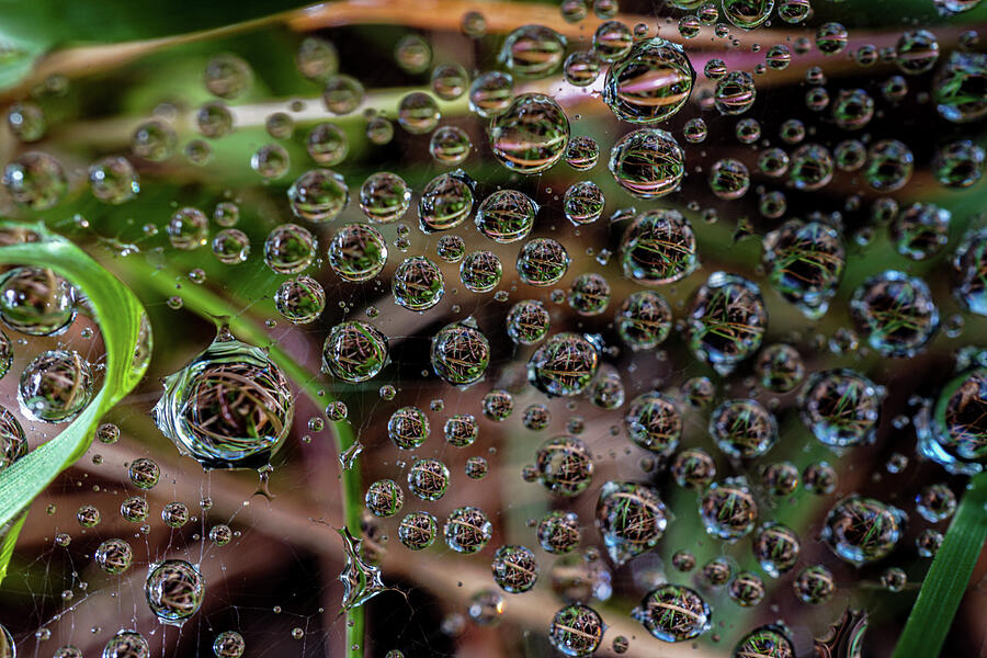 Balls of Rain Photograph by Linda Howes