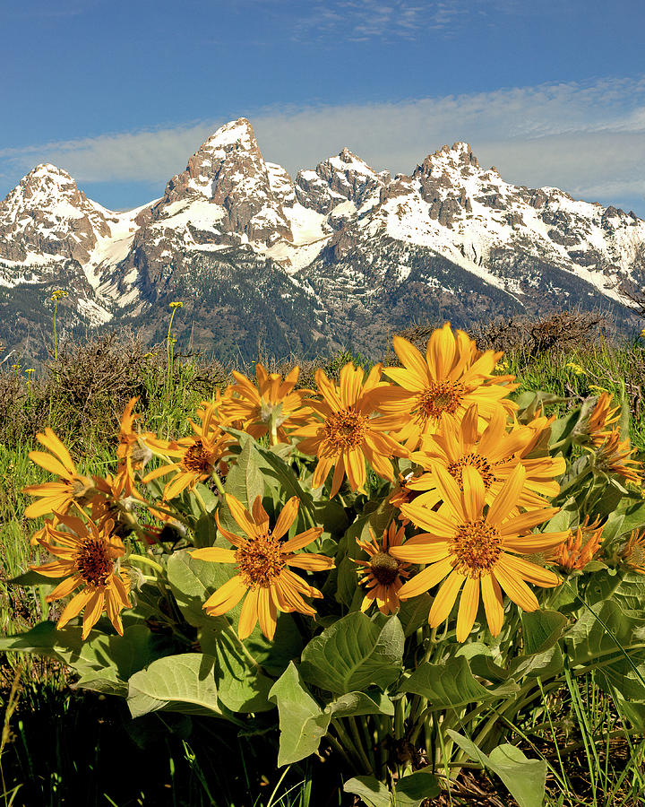 Balsam Blooms at Grand Teton National Park Photograph by Jack Bell