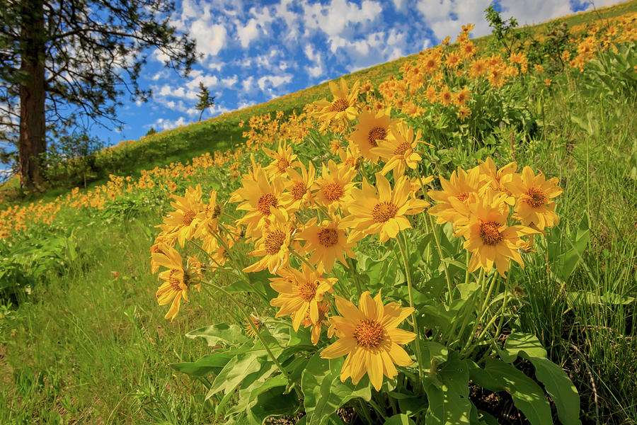 Balsam Blooms in Montana Photograph by Jack Bell