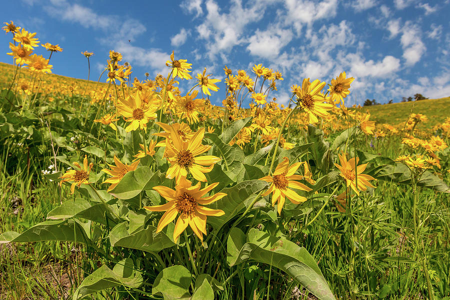 Balsam Blooms Photograph by Jack Bell
