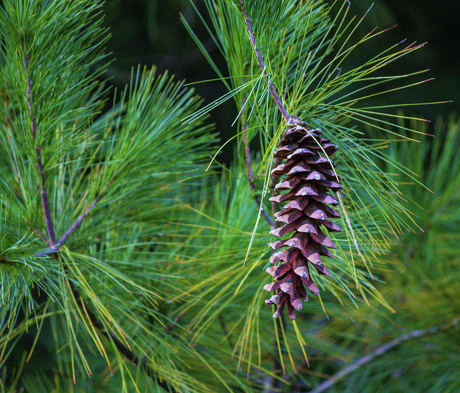 Balsam Pine Cone Portrait Photograph