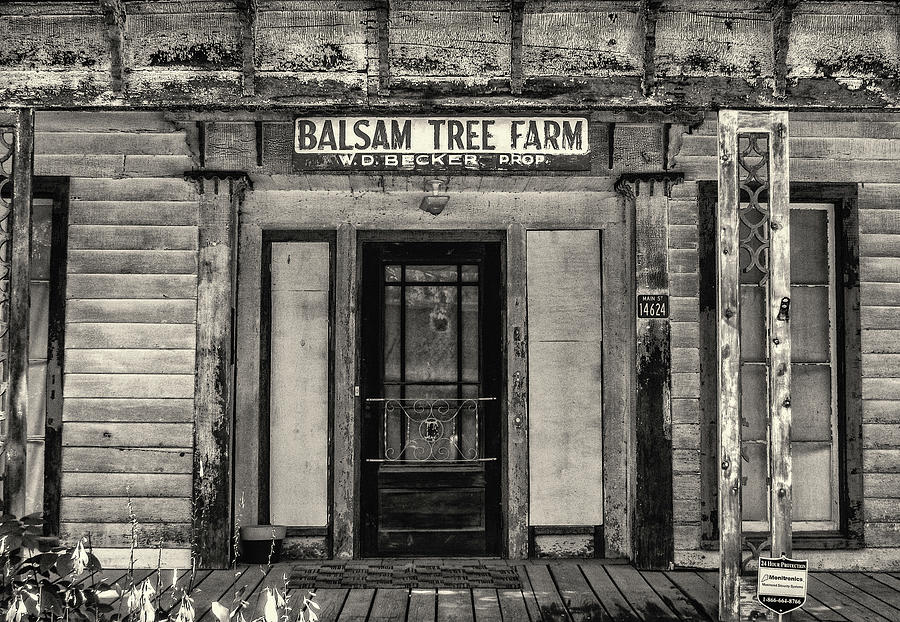 Balsam Tree Farm Photograph by Nancy De Flon