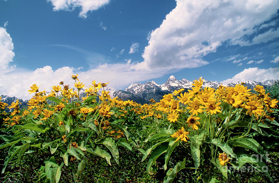 Balsamroot Below The Tetons Grand Tetons Np  Photograph by Dave Welling