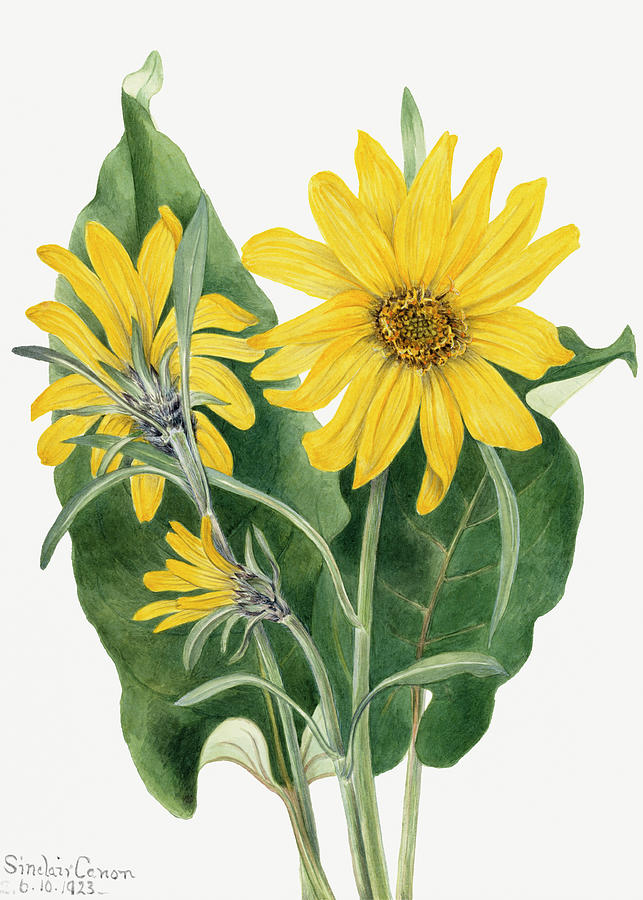 Balsamroot. By Mary Vaux Walcott Painting by World Art Collective