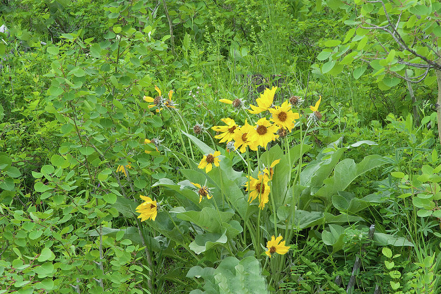 Balsamroot Wildflowers At Glacier National Park In Montana Photograph