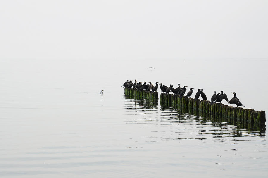 Baltic sea in Poland Photograph by mariia kamenska / FOAP