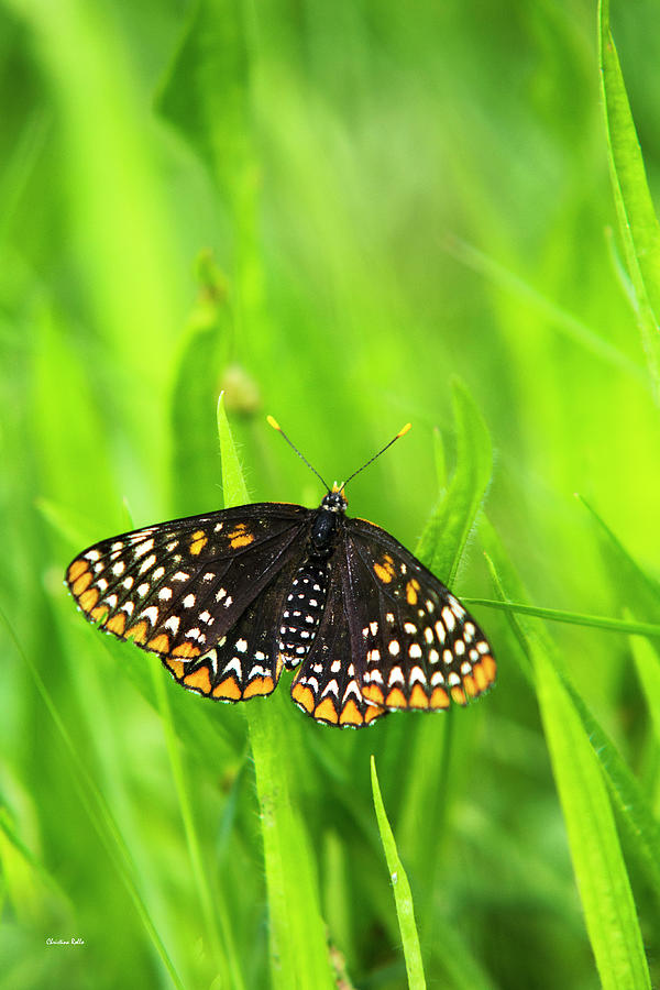 Baltimore Checkerspot Butterfly Photograph by Christina Rollo