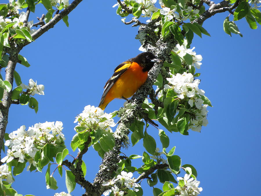 Baltimore Oriole - #13806 Photograph by StormBringer Photography