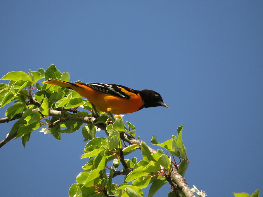 Baltimore Oriole - #19665 Photograph by StormBringer Photography