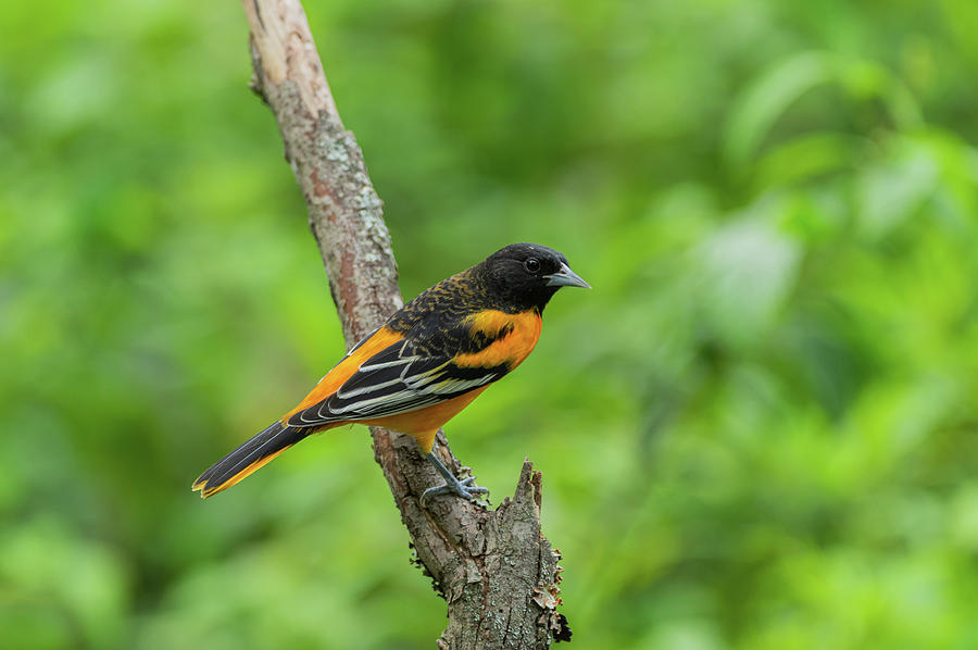 Baltimore Oriole - 3557 Photograph by Jerry Owens