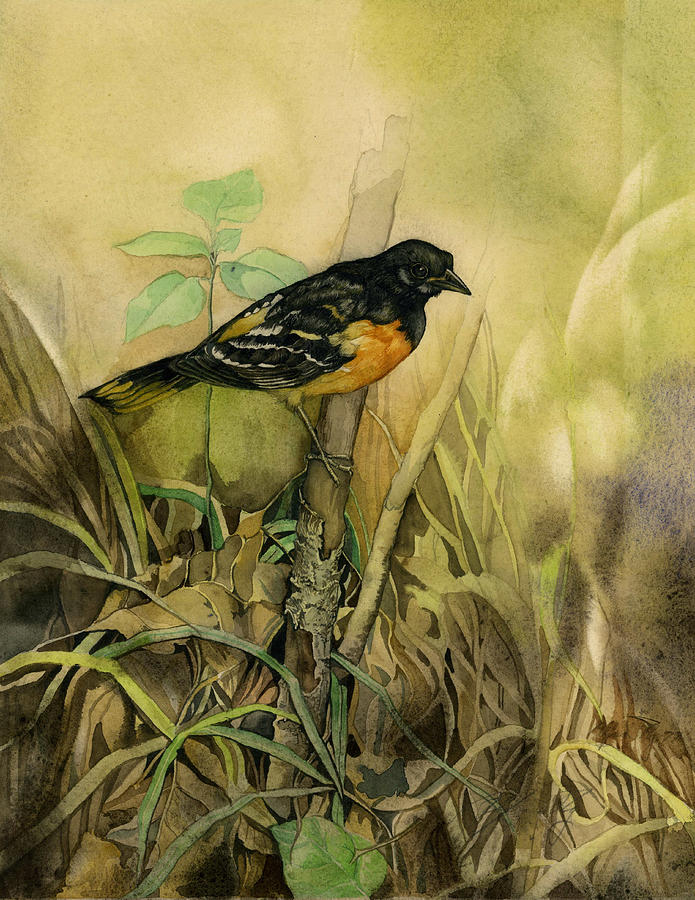 Baltimore oriole Painting by Alfred Ng