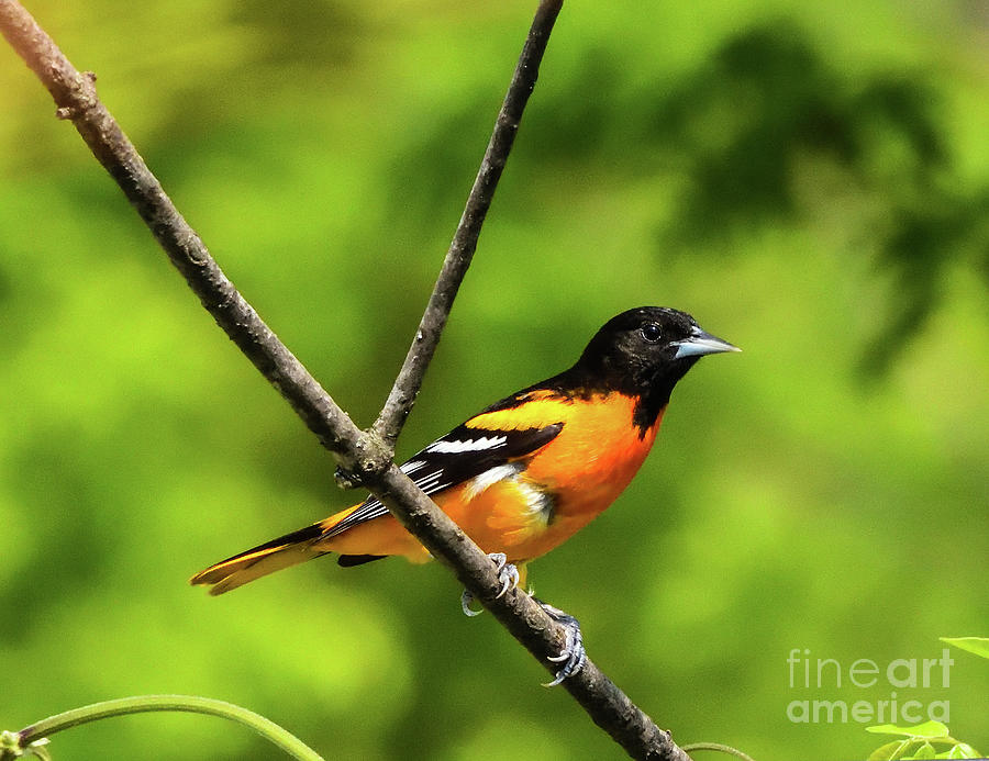 Insects Photograph - Baltimore Oriole Always A Welcome Visitor by Cindy Treger