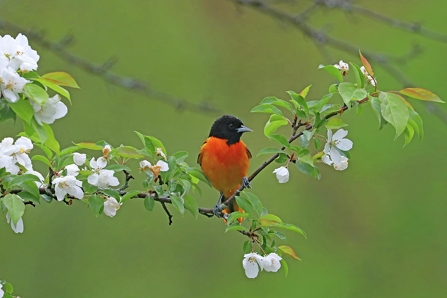Baltimore Oriole And The Blossoms Photograph by Debbie Oppermann