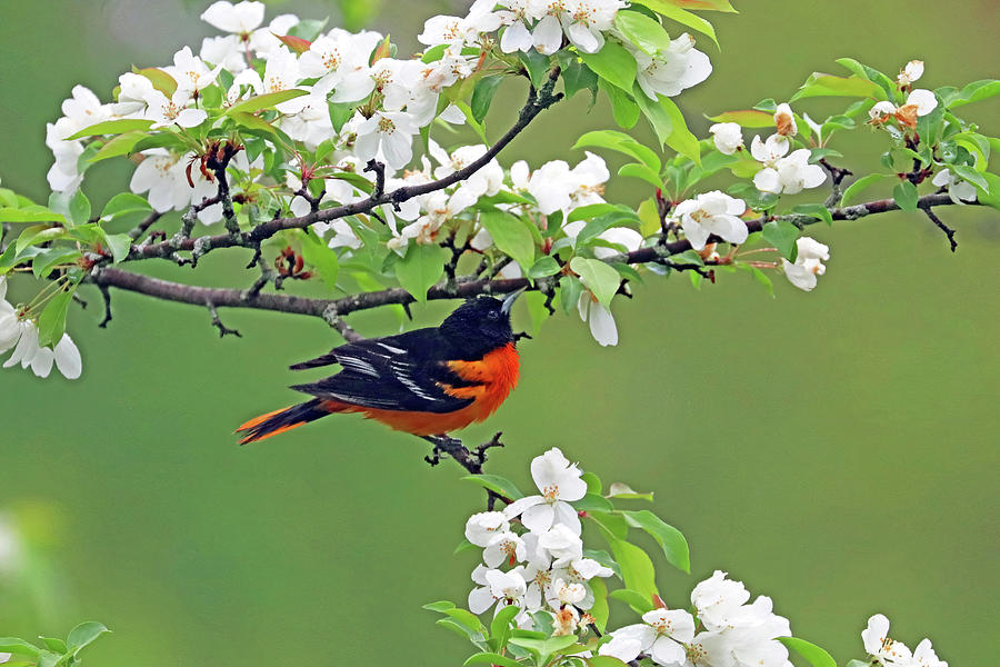 Baltimore Oriole And White Blossoms Photograph by Debbie Oppermann